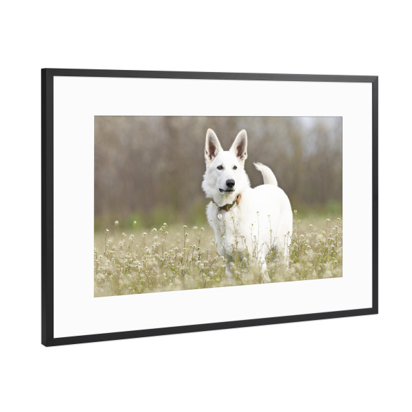 Poster mit Rahmen Schwarz (Metallic) "Freunde auf 4 Pfoten" artboxONE - Tiere - Weißer schäferhund,Hund,Tier,Natur,Berger blanc suisse