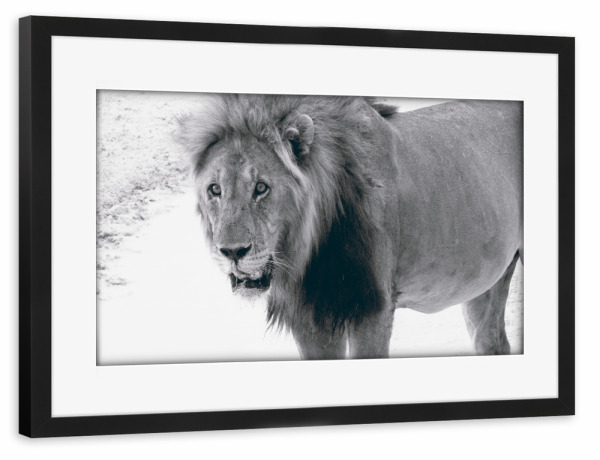 Poster mit Rahmen schwarz "Durstiger Löwe" artboxONE - Natur,Reise,Tiere,Schwarzweiß,Reise / Afrika