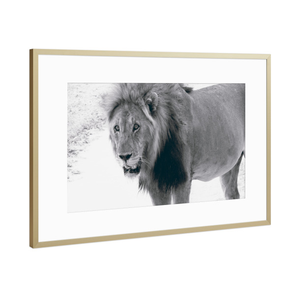 Poster mit Rahmen Gold "Durstiger Löwe" artboxONE - Natur,Reise,Tiere,Schwarzweiß,Reise / Afrika
