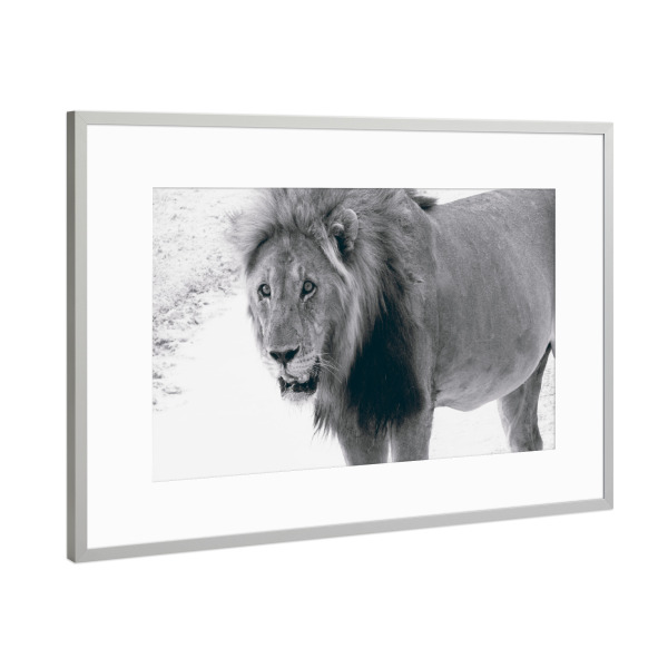 Poster mit Rahmen Silber "Durstiger Löwe" artboxONE - Natur,Reise,Tiere,Schwarzweiß,Reise / Afrika