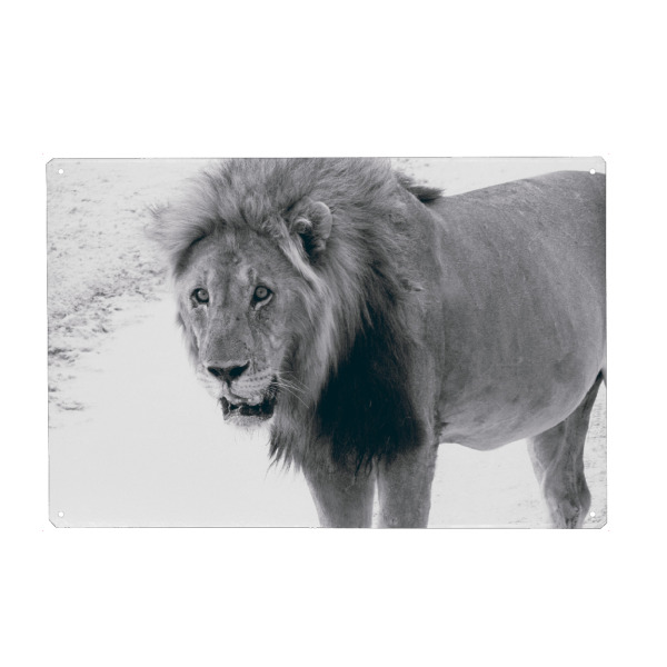 Holzbild "Durstiger Löwe" artboxONE - Natur,Reise,Tiere,Schwarzweiß,Reise / Afrika