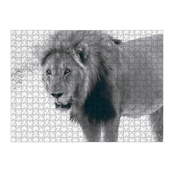 artboxONE Puzzle "Durstiger Löwe" artboxONE - Natur,Reise,Tiere,Schwarzweiß,Reise / Afrika