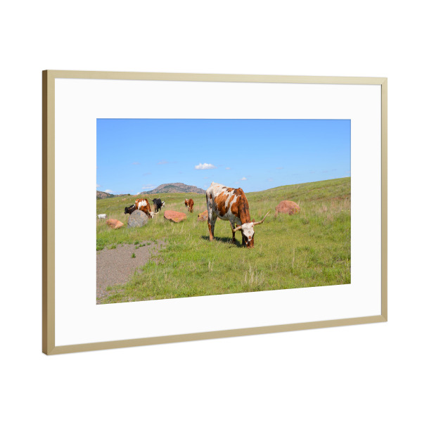 Poster mit Rahmen Gold "Longhornrinder" artboxONE - Reise,Tiere,Reise / Länder
