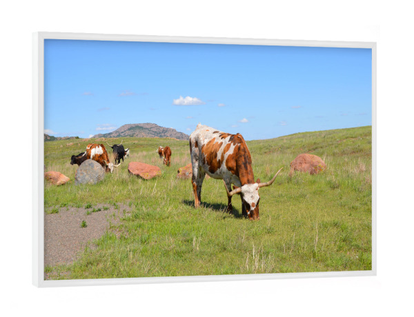 Poster mit weißem Rahmen "Longhornrinder" artboxONE - Reise,Tiere,Reise / Länder