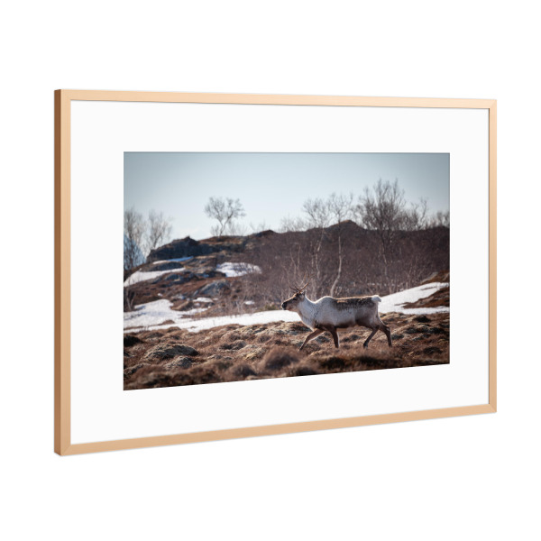 Poster mit Rahmen Kupfer "Rentier in Skandinavien" artboxONE - Natur,Tiere - Norwegen,Naturfoto,Tierfotografie,Rangifer tarandus,Hirsche
