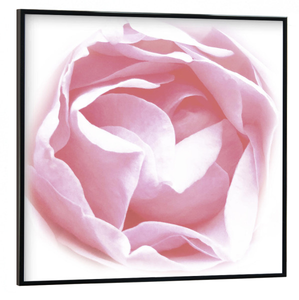Poster mit schwarzem Rahmen 30x30 cm "A Beautiful Rose" artboxONE - Floral,Für Mama
