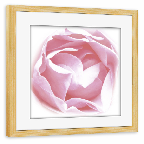 Poster mit Rahmen kiefer "A Beautiful Rose" artboxONE - Floral,Für Mama