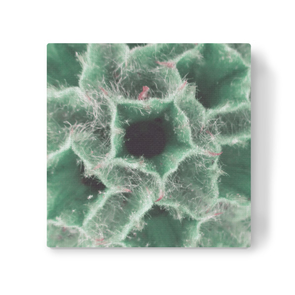 Leinwandbild "Blasses Geranium" artboxONE - Natur,Floral