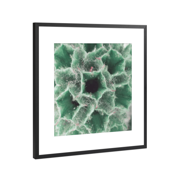 Poster mit Rahmen Schwarz (Metallic) "Blasses Geranium" artboxONE - Natur,Floral