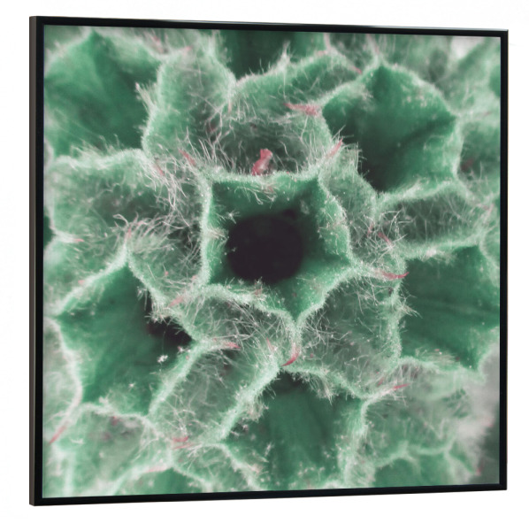 Poster mit schwarzem Rahmen 30x30 cm "Blasses Geranium" artboxONE - Natur,Floral