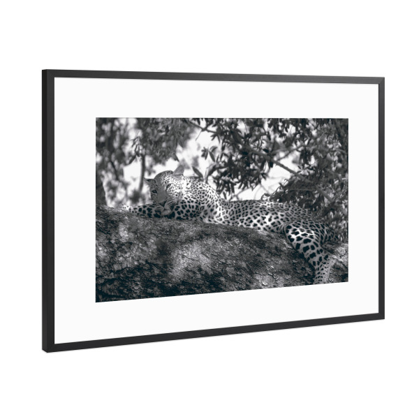 Poster mit Rahmen Schwarz (Metallic) "A Chilling Leopard" artboxONE - Natur,Reise,Tiere,Schwarzweiß,Reise / Afrika
