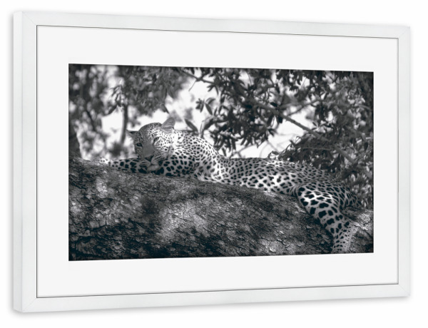 Poster mit Rahmen weiß "A Chilling Leopard" artboxONE - Natur,Reise,Tiere,Schwarzweiß,Reise / Afrika
