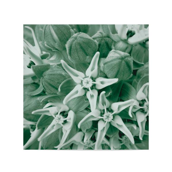 Poster 20x20 cm "Blasse Blume" artboxONE - Natur,Floral