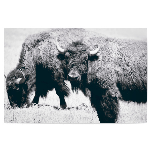Poster "Bisons in der Prärie" artboxONE - Natur,Reise,Tiere,Schwarzweiß,Reise / Länder