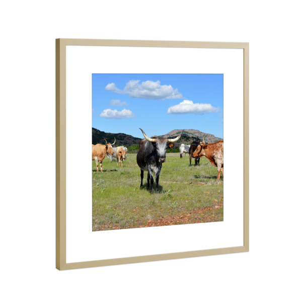 Poster mit Rahmen Gold "Texas Longhorns" artboxONE - Reise,Tiere,Reise / Länder