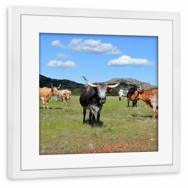 Poster mit Rahmen weiß "Texas Longhorns" artboxONE - Reise,Tiere,Reise / Länder
