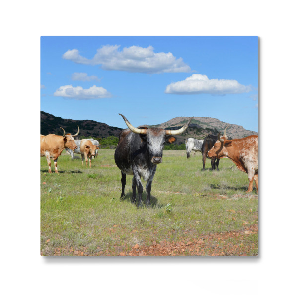 Galerie-Print "Texas Longhorns" 30x30 cm artboxONE