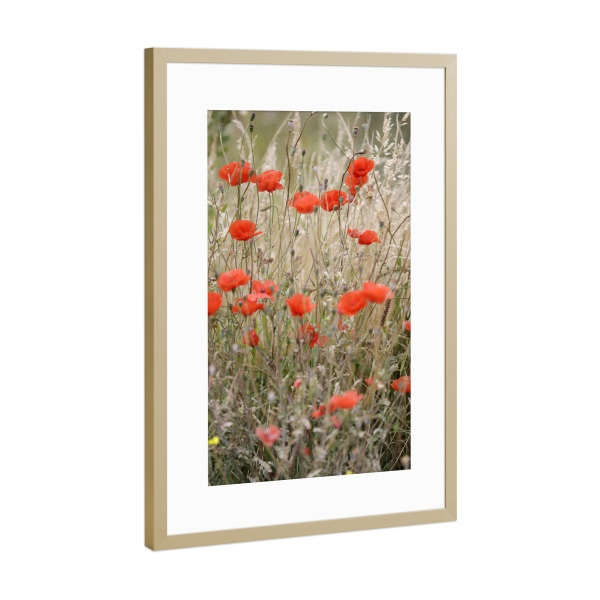 Poster mit Rahmen Gold "Rote Mohnblumen mit Gräsern" artboxONE - Natur,Floral,Liebe