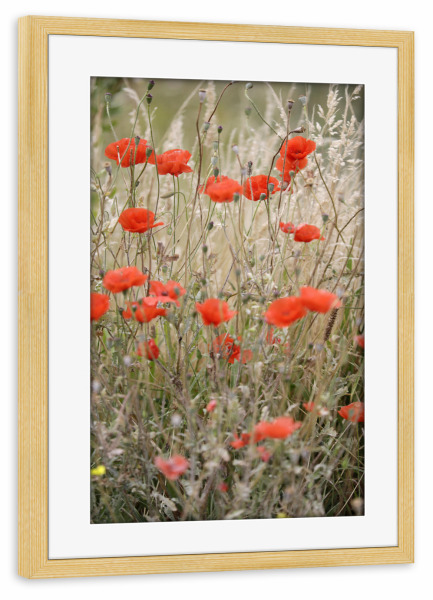 Poster mit Rahmen kiefer "Rote Mohnblumen mit Gräsern" artboxONE - Natur,Floral,Liebe