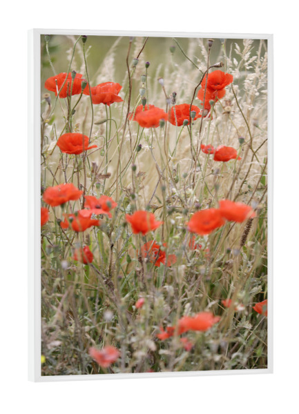 Poster mit weißem Rahmen "Rote Mohnblumen mit Gräsern" artboxONE - Natur,Floral,Liebe