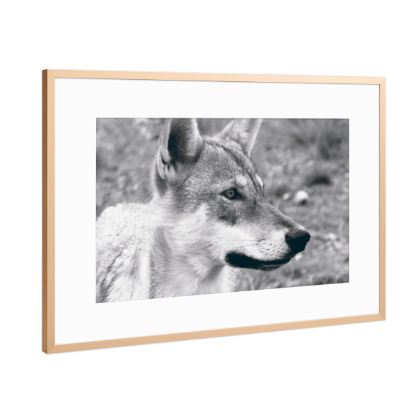 Poster mit Rahmen Kupfer "The European Wolf" artboxONE - Natur,Reise,Tiere,Schwarzweiß,Reise / Länder