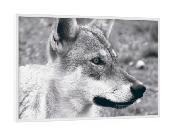 Poster mit weißem Rahmen "The European Wolf" artboxONE - Natur,Reise,Tiere,Schwarzweiß,Reise / Länder