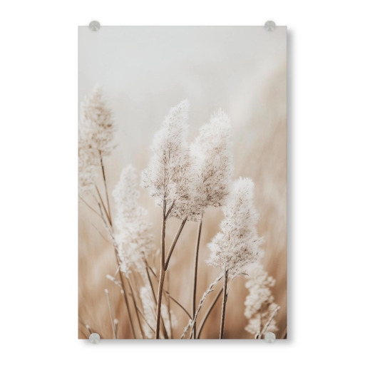 Beigefarbenes Pampasgras