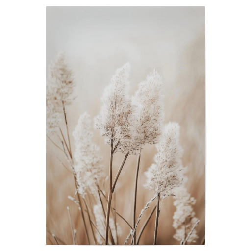 Beige Pampas Grass Beige Pampas Grass