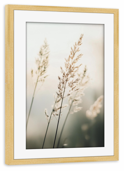 Poster mit Rahmen kiefer "Verträumtes Pampasgras" artboxONE - Natur,Reise,Floral - Verträumtes pampasgras,Floral,Pampas,Gras,Blumen