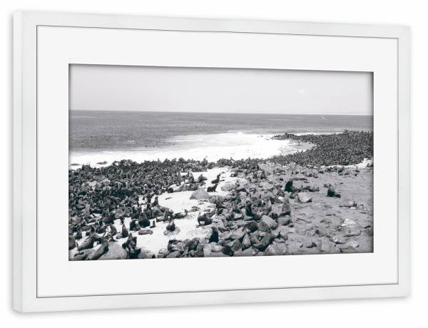 Poster mit Rahmen weiß "Robbenkolonie am Cape Cross" artboxONE - Tiere,Schwarzweiß,Musik,Reise / Strand und Meer,Reise / Afrika