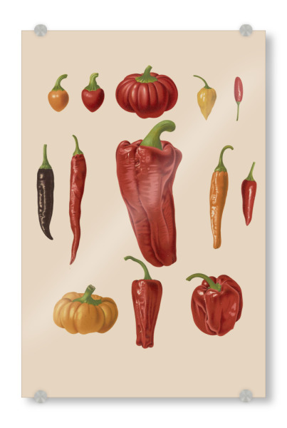 Acrylglasbild "Botanical illustration" artboxONE - Natur,Essen & Trinken / Obst & Gemüse