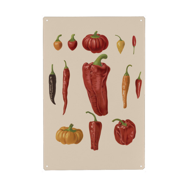 Metall Poster "Botanical illustration" artboxONE - Natur,Essen & Trinken / Obst & Gemüse