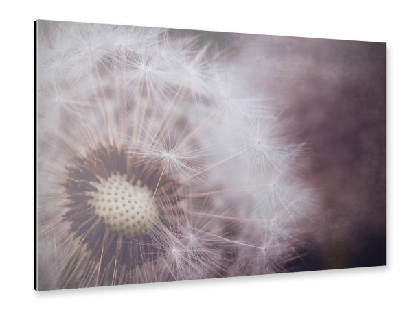 Alu-Dibond "Charming Dandelion" 30x20 cm artboxONE