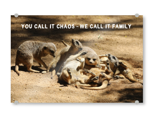 Acrylglasbild "Erdmännchen – We call it Family" artboxONE - Typografie,Für Kinder,Tiere,Liebe,Lustig