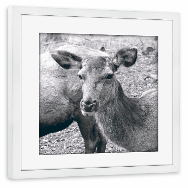 Poster mit Rahmen weiß "Deer Black & White" artboxONE - Natur,Tiere,Schwarzweiß