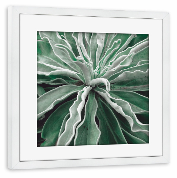 Poster mit Rahmen weiß "Blassgrüne Pflanze" artboxONE - Natur,Floral