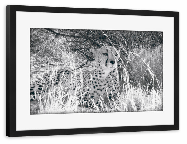 Poster mit Rahmen schwarz "Cheetah Lying in Shade" artboxONE - Natur,Reise,Tiere,Schwarzweiß,Reise / Afrika
