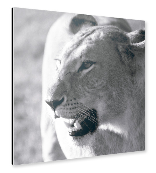 Alu-Dibond "A Lioness" 30x30 cm artboxONE