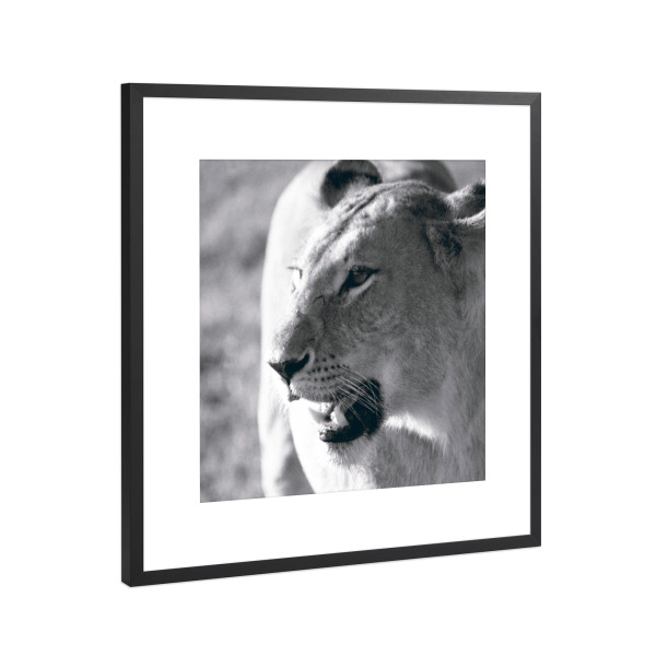 Poster mit Rahmen Schwarz (Metallic) "A Lioness" artboxONE - Natur,Reise,Tiere,Schwarzweiß,Reise / Afrika