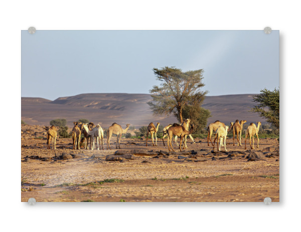 Acrylglasbild "Die Kamele in der Sahara" artboxONE - Natur,Tiere - Wüste,Sahara,Kamele,Algerien,Düne,Sand,Sanddüne
