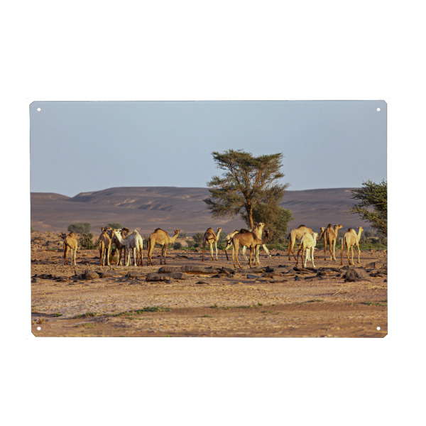 Holzbild "Die Kamele in der Sahara" artboxONE - Natur,Tiere - Wüste,Sahara,Kamele,Algerien,Düne,Sand,Sanddüne