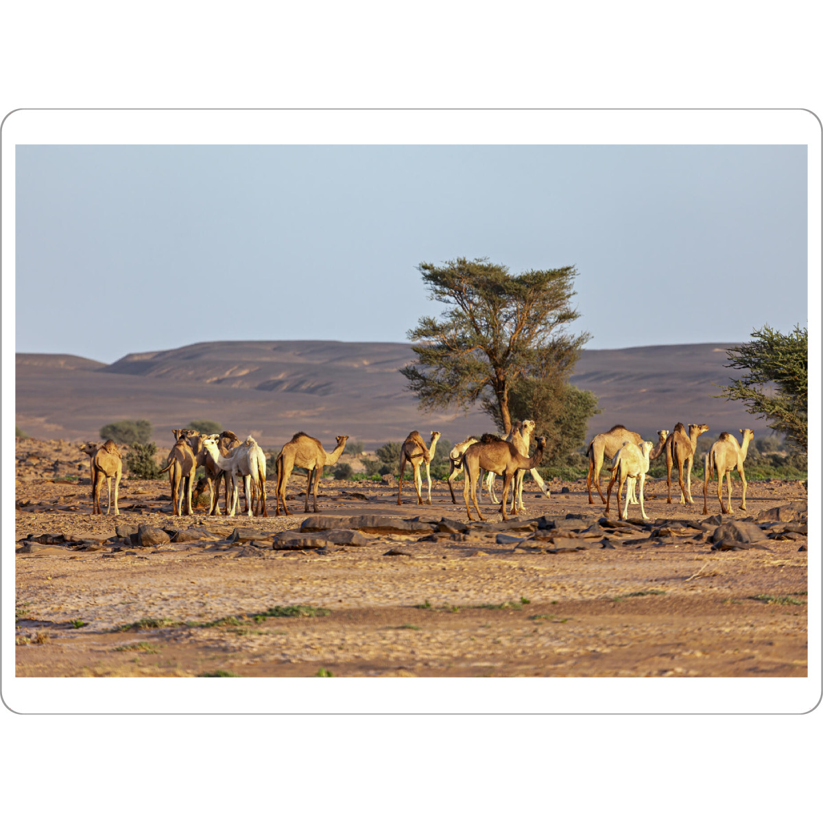 Tischset "Die Kamele in der Sahara" artboxONE - Natur,Tiere - Wüste,Sahara,Kamele,Algerien,Düne,Sand,Sanddüne - Bild wüste