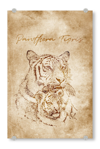 Acrylglasbild "Tiger vintage" artboxONE - Reise,Tiere,Reise / Asien,Reise / Länder