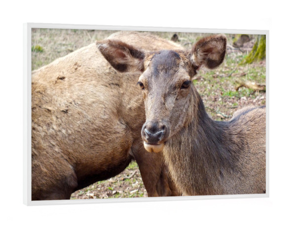 Poster mit weißem Rahmen "Weiblicher Rothirsch" artboxONE - Natur,Tiere
