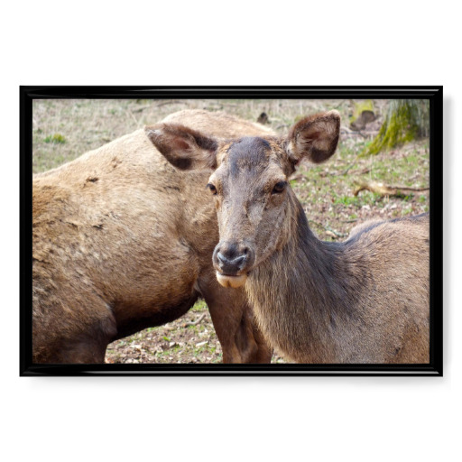 Female red deer