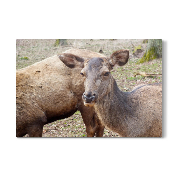 Galerie-Print "Weiblicher Rothirsch" 30x20 cm artboxONE