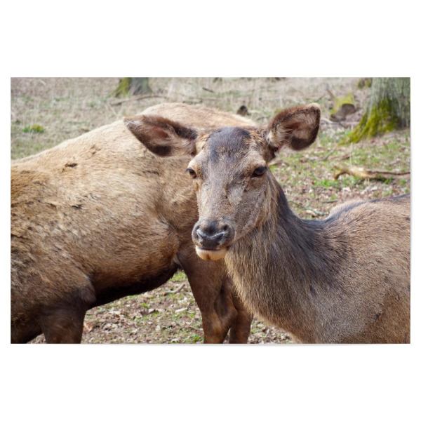 Poster 30x20 cm "Weiblicher Rothirsch" artboxONE - Natur,Tiere