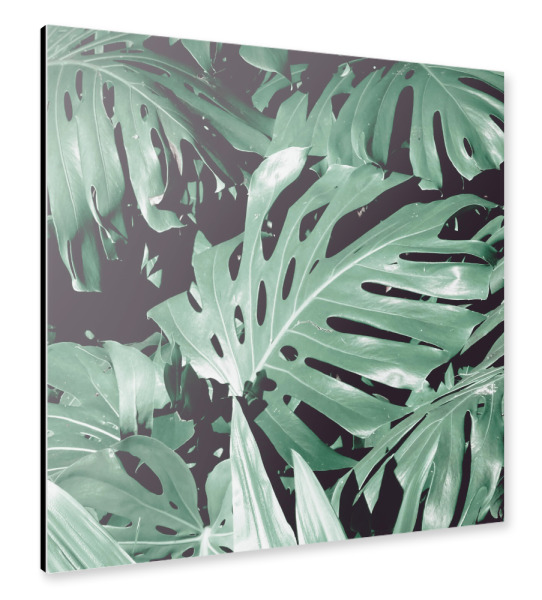 Alu-Dibond "Blasse Monstera" 30x30 cm artboxONE