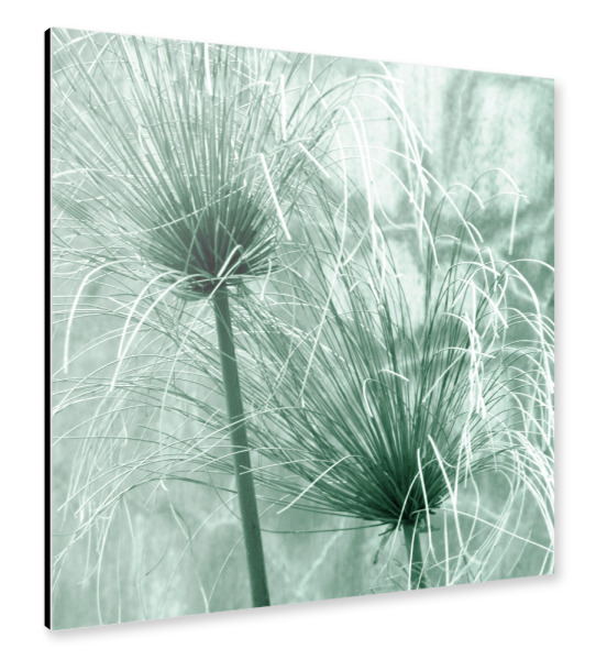 Alu-Dibond "Blasses Schilf" 30x30 cm artboxONE