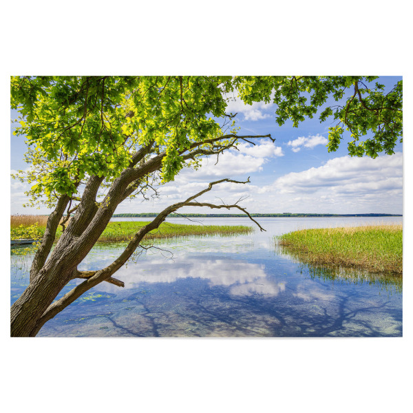 Poster "Achterwasser mit Baum und Schilf" artboxONE - Natur,Reise,Reise / Strand und Meer